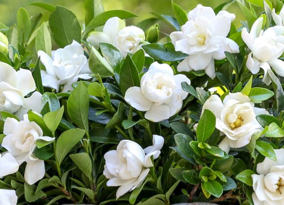 O muche a včele (alebo o nás?)