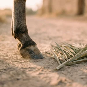 muz-bez-demonstracie-moci-optikaviery.sk Muž bez demonštrácie moci