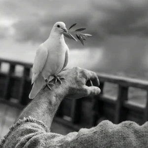 oliva-a-dovod-na-pokoj-a-dobro-optikaviery.sk Oliva a dôvod na pokoj a dobro